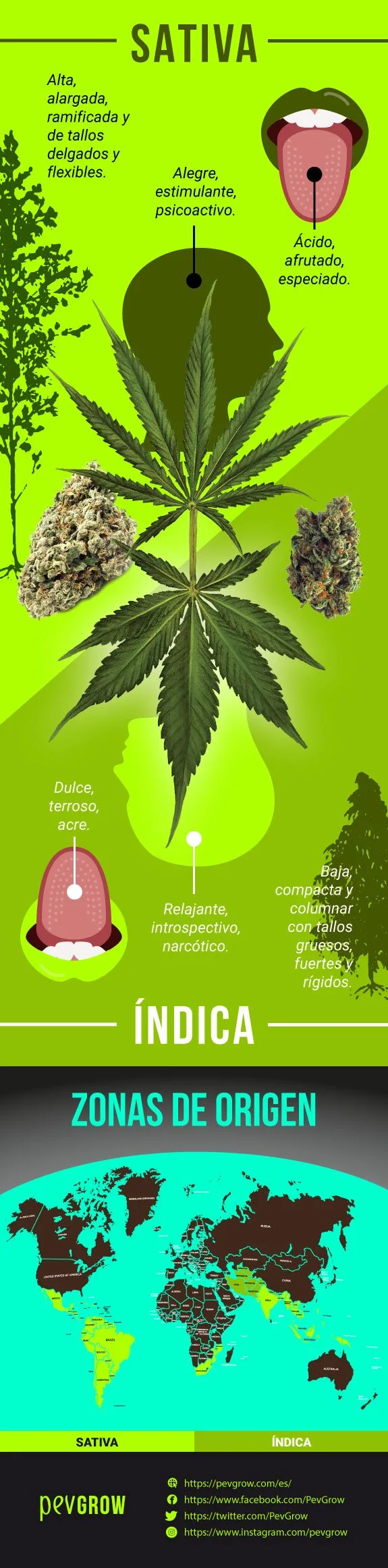 Infografía vertical que compara hojas, flores, porte, sabores y efectos atribuidos a sativa e índica, con un mapa de origen. Infografía vertical que compara hojas, flores, porte, sabores y efectos atribuidos a sativa e índica, con un mapa de origen.