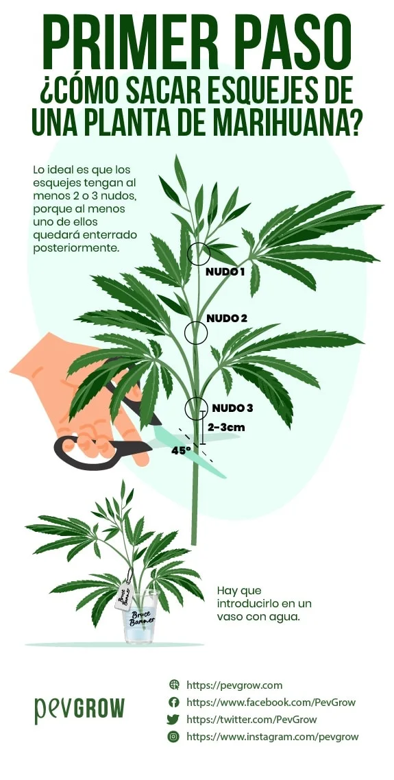 Diagrama de un esqueje de cannabis con tres nudos señalados y tijeras para un corte a 45°, a 2–3 cm bajo el tercer nudo. Diagrama de un esqueje de cannabis con tres nudos señalados y tijeras para un corte a 45°, a 2–3 cm bajo el tercer nudo.