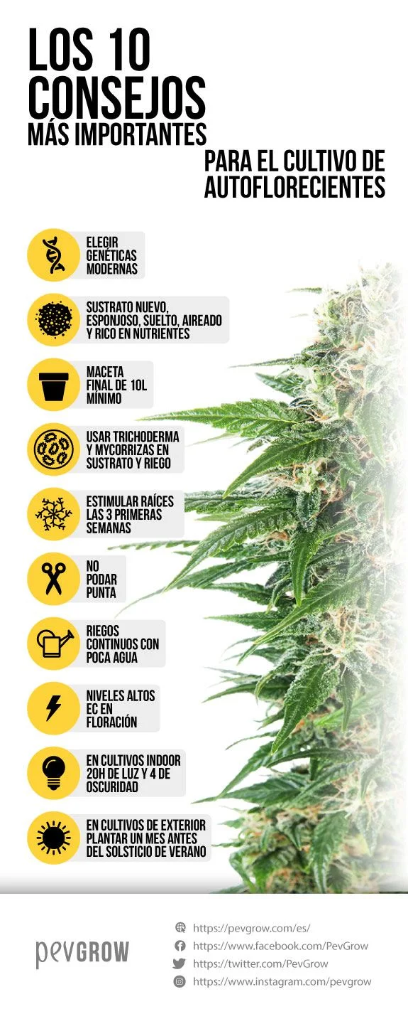 Infografía vertical con diez consejos para cultivar autoflorecientes, iconos amarillos y una planta con cogollos a la derecha. Infografía vertical con diez consejos para cultivar autoflorecientes, iconos amarillos y una planta con cogollos a la derecha.
