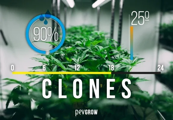 Esquejes de cannabis bajo luces con indicadores superpuestos de humedad del 90 %, temperatura de 25° y una escala de 0 a 24. Esquejes de cannabis bajo luces con indicadores superpuestos de humedad del 90 %, temperatura de 25° y una escala de 0 a 24.