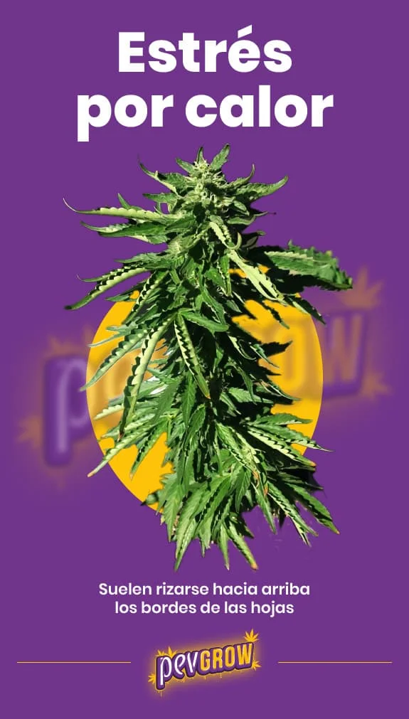 Cartel «Estrés por calor» con una planta de cannabis y hojas de bordes curvados, sobre fondo morado con un óvalo amarillo.