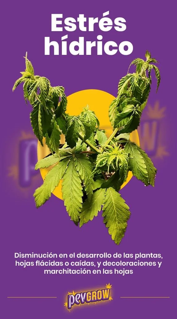 Cartel «Estrés hídrico» con una planta de cannabis de hojas caídas y amarillentas, sobre fondo morado con un óvalo amarillo.