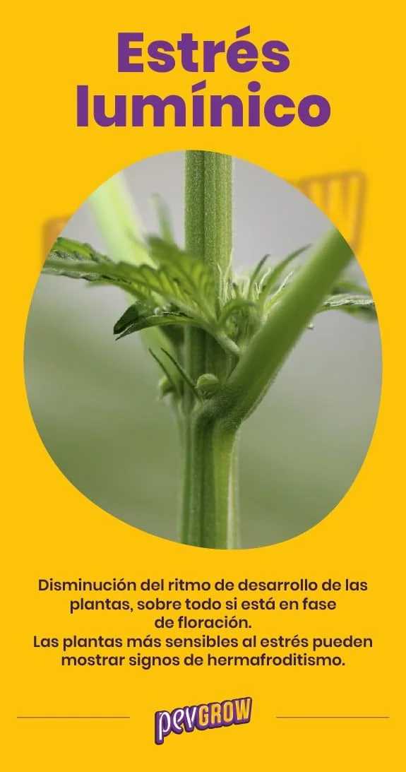 Cartel «Estrés lumínico» sobre fondo amarillo, con un acercamiento circular al tallo y un nudo de una planta de cannabis.