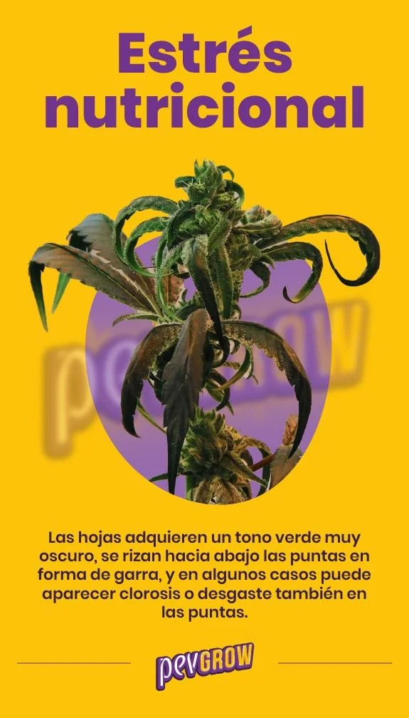 Cartel «Estrés nutricional» con una planta de cannabis de hojas oscuras y curvadas hacia abajo, sobre fondo amarillo y óvalo morado.