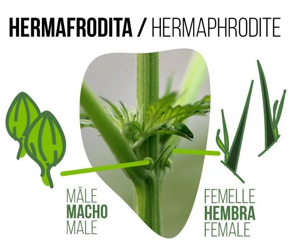 Detalle de un tallo de cannabis rotulado como hermafrodita, con flechas y dibujos que señalan estructuras florales masculinas y femeninas. Detalle de un tallo de cannabis rotulado como hermafrodita, con flechas y dibujos que señalan estructuras florales masculinas y femeninas.