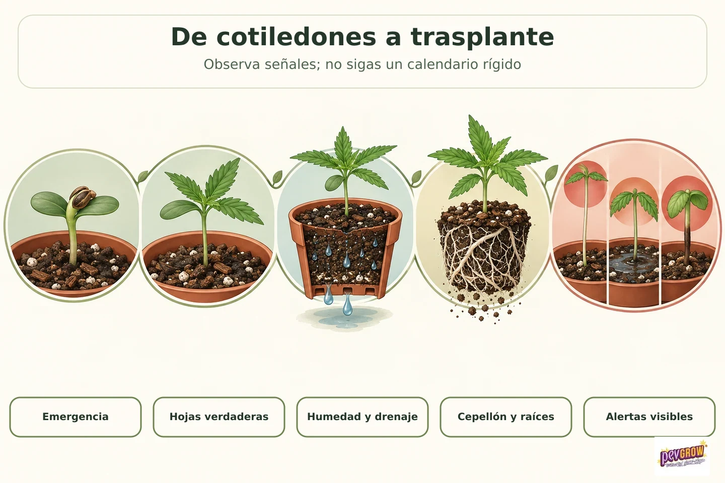 Infografía de plántulas de cannabis con cotiledones, hojas verdaderas, drenaje de la maceta, raíces expuestas y señales de alerta.