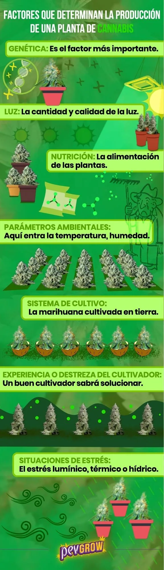 Infografía verde con plantas de cannabis y siete factores que determinan su producción, desde la genética hasta el estrés.