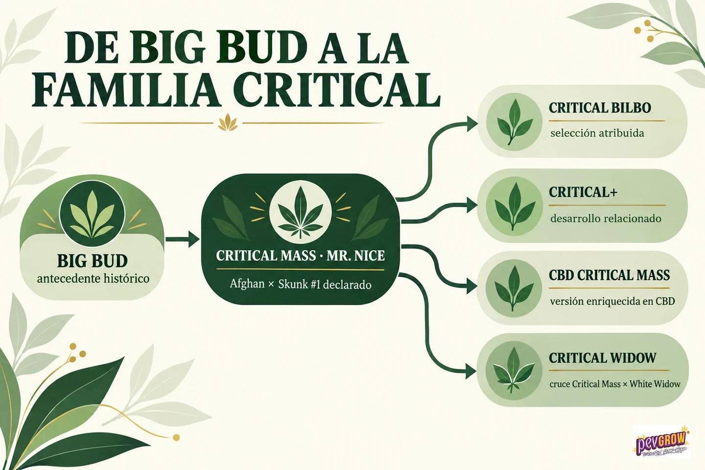 Diagrama de la familia Critical: Big Bud conecta con Critical Mass de Mr. Nice, de la que parten cuatro ramas con nombres y relaciones. Diagrama de la familia Critical: Big Bud conecta con Critical Mass de Mr. Nice, de la que parten cuatro ramas con nombres y relaciones.