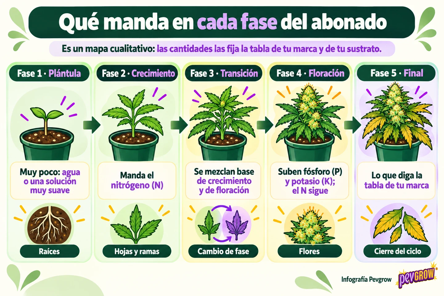 Las cinco fases del abonado, de plántula a final de ciclo, y el papel del nitrógeno, fósforo y potasio Las cinco fases del abonado, de plántula a final de ciclo, y el papel del nitrógeno, fósforo y potasio