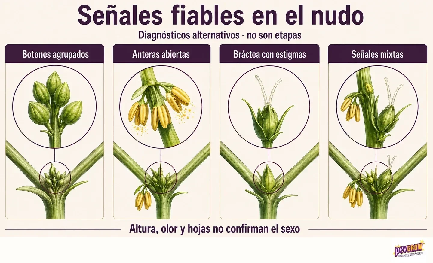 Infografía de nudos de cannabis que compara botones agrupados, anteras abiertas, brácteas con estigmas y señales mixtas. Infografía de nudos de cannabis que compara botones agrupados, anteras abiertas, brácteas con estigmas y señales mixtas.