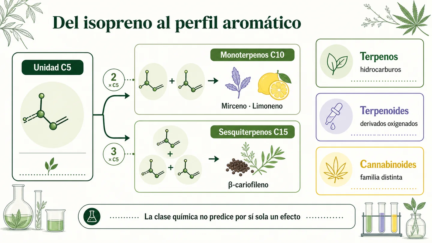 Infografía sobre la unidad C5 y la formación de monoterpenos C10 y sesquiterpenos C15, con terpenos, terpenoides y cannabinoides.