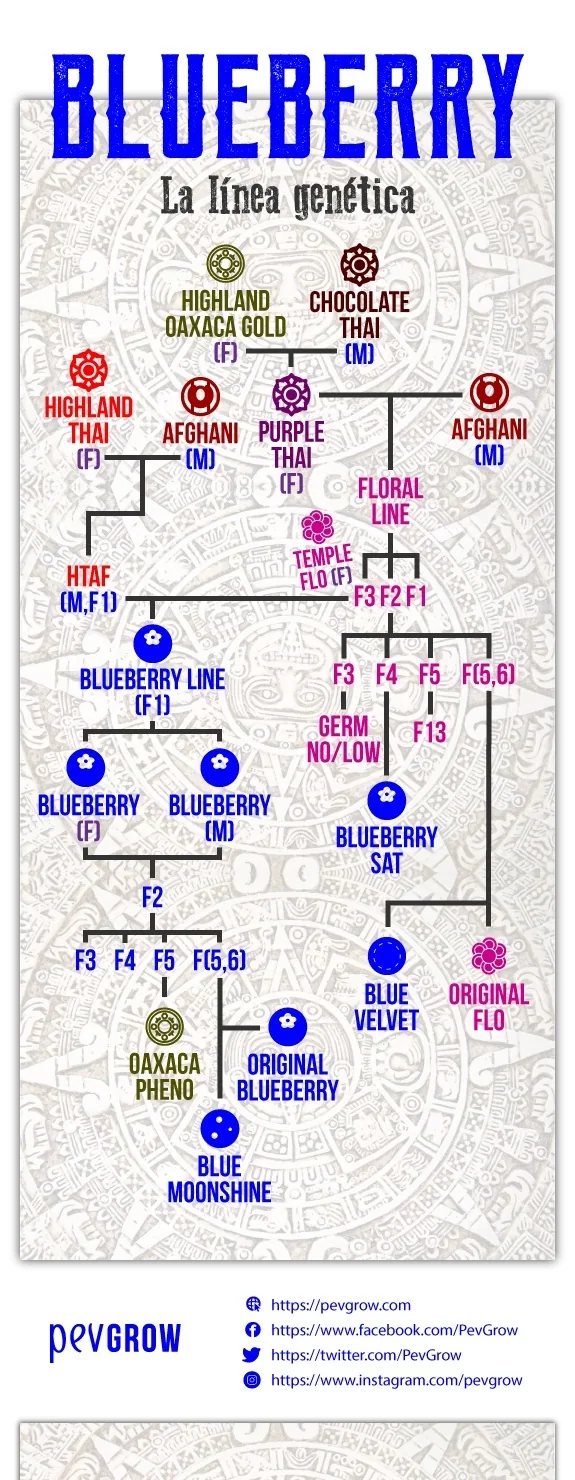 Árbol de la línea genética Blueberry con cruces, generaciones y ramas como Original Blueberry, Blue Velvet y Blue Moonshine. Árbol de la línea genética Blueberry con cruces, generaciones y ramas como Original Blueberry, Blue Velvet y Blue Moonshine.
