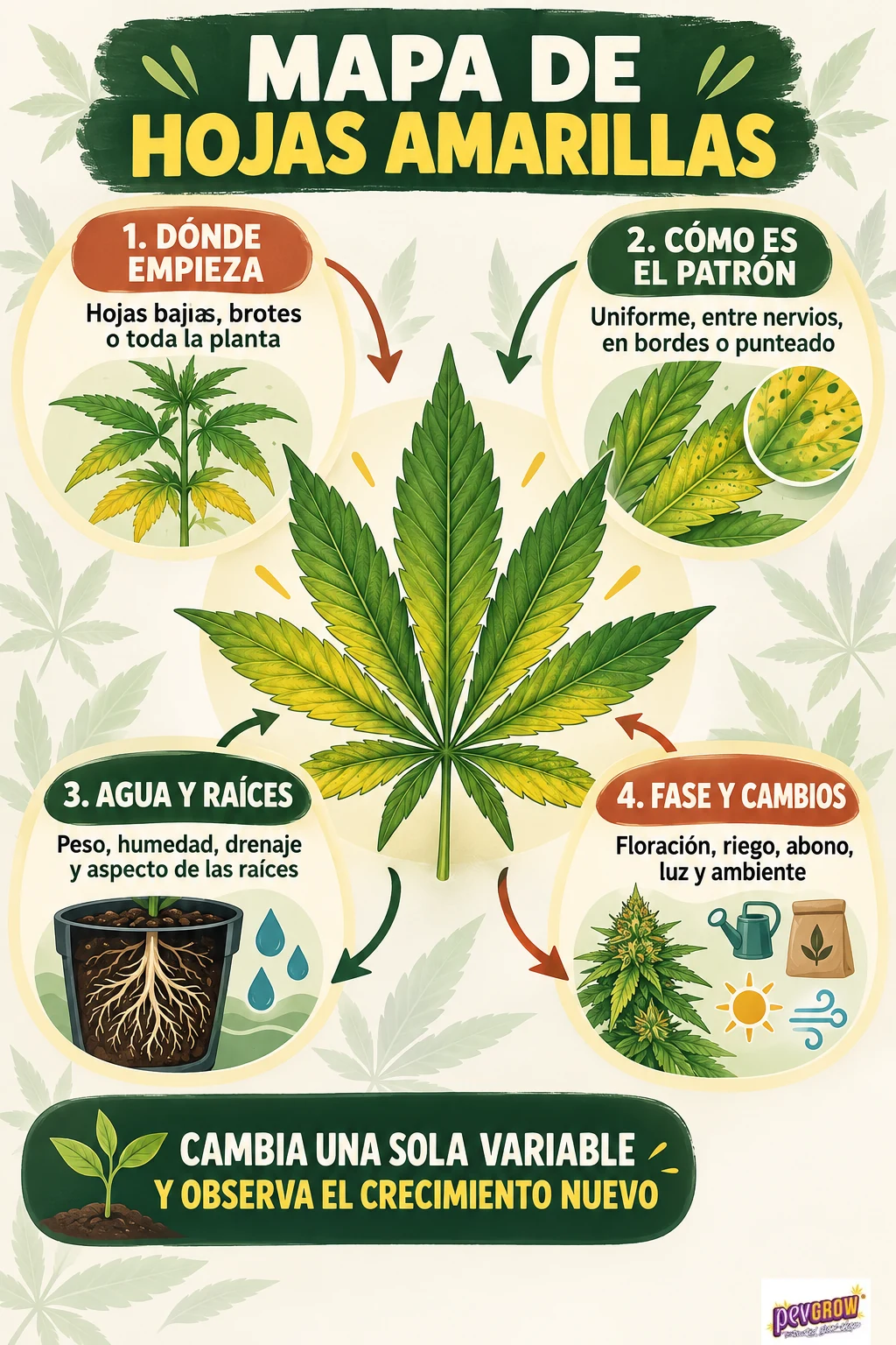 Mapa de diagnóstico de hojas amarillas de cannabis con una hoja central y cuatro apartados sobre síntomas, raíces y cuidados. Mapa de diagnóstico de hojas amarillas de cannabis con una hoja central y cuatro apartados sobre síntomas, raíces y cuidados.