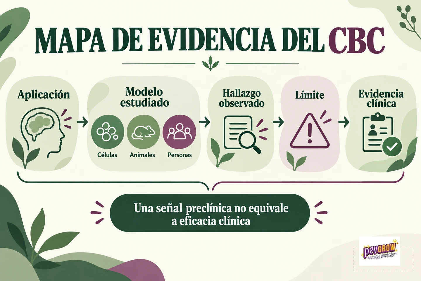 Mapa de evidencia del CBC con cinco etapas enlazadas y una advertencia sobre la diferencia entre señales preclínicas y eficacia clínica.