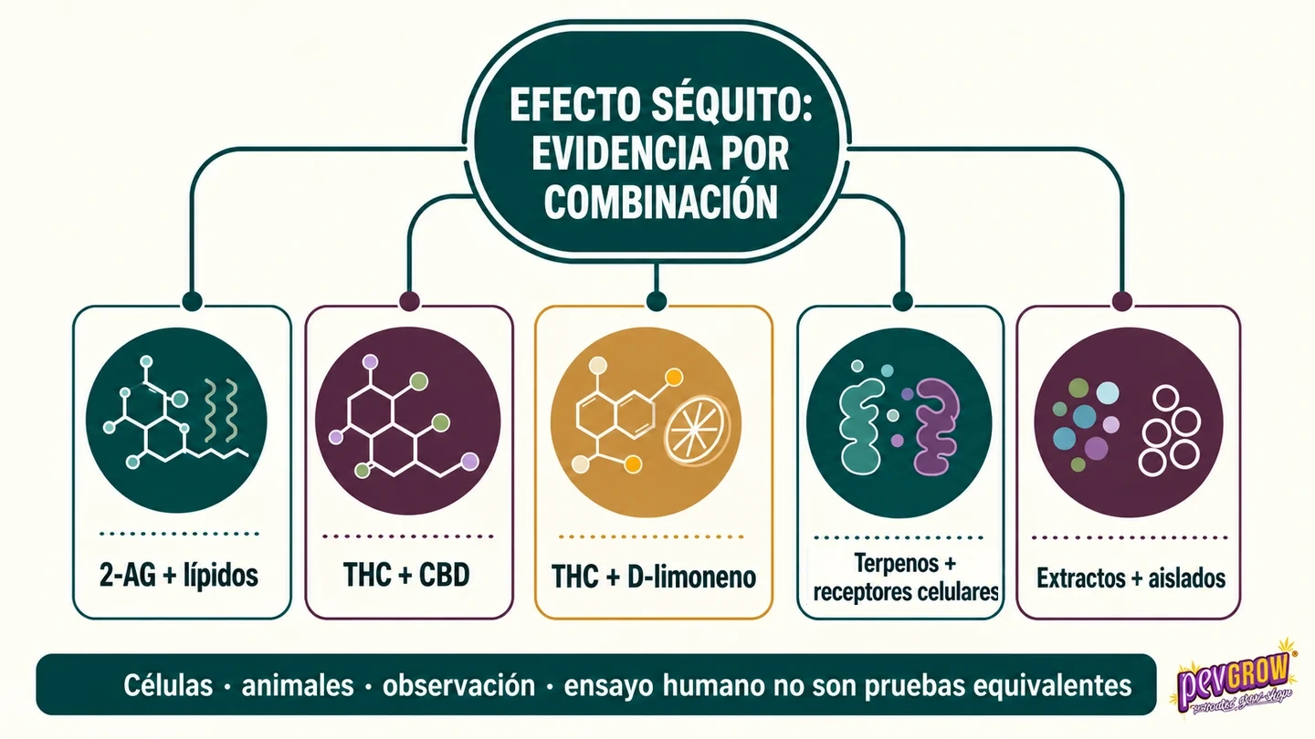 Infografía del efecto séquito con cinco combinaciones estudiadas y una advertencia sobre la comparación de pruebas.