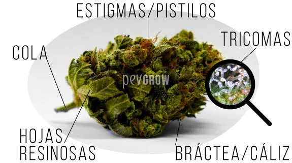 Cogollo de cannabis con etiquetas de sus partes y una lupa que muestra los tricomas ampliados. Cogollo de cannabis con etiquetas de sus partes y una lupa que muestra los tricomas ampliados.