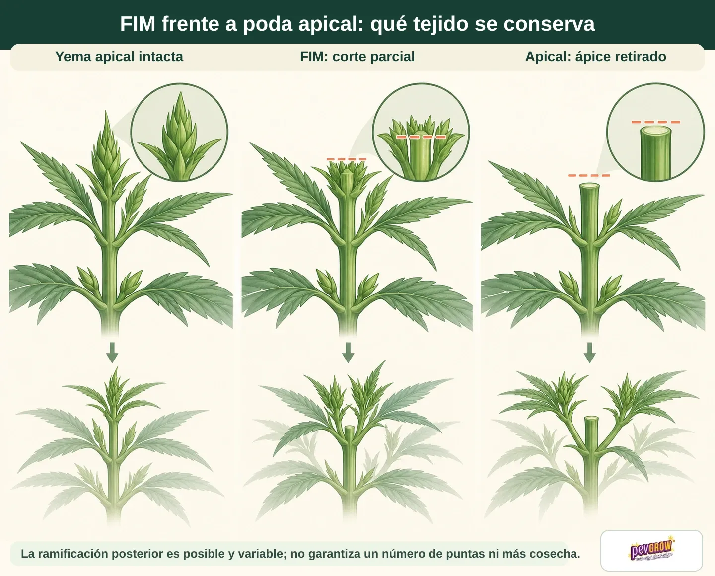 Infografía que compara la yema apical intacta, el corte parcial FIM y la retirada del ápice, con posibles ramificaciones posteriores. Infografía que compara la yema apical intacta, el corte parcial FIM y la retirada del ápice, con posibles ramificaciones posteriores.