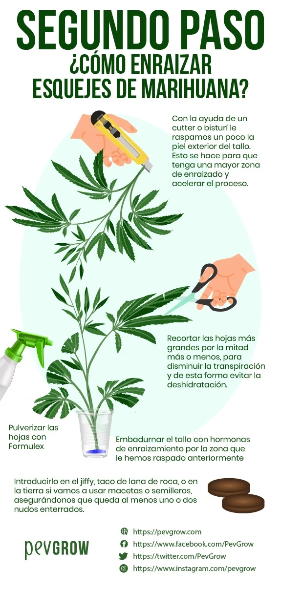 Infografía de preparación de esquejes de marihuana con dibujos del raspado del tallo, recorte de hojas y aplicación de enraizante. Infografía de preparación de esquejes de marihuana con dibujos del raspado del tallo, recorte de hojas y aplicación de enraizante.
