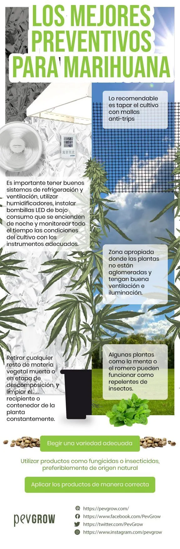 Infografía sobre prevención de plagas en marihuana, con consejos de higiene, ventilación, iluminación y uso de mallas. Infografía sobre prevención de plagas en marihuana, con consejos de higiene, ventilación, iluminación y uso de mallas.