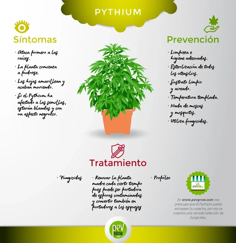 Infografía sobre Pythium con una planta en maceta en el centro y apartados de síntomas, prevención y tratamiento. Infografía sobre Pythium con una planta en maceta en el centro y apartados de síntomas, prevención y tratamiento.