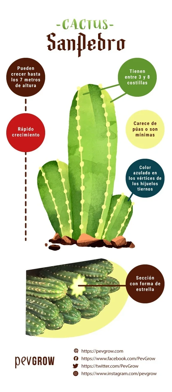 Infografía del cactus San Pedro con tallos verdes columnares, detalles de sus costillas y una fotografía de una sección estrellada. Infografía del cactus San Pedro con tallos verdes columnares, detalles de sus costillas y una fotografía de una sección estrellada.