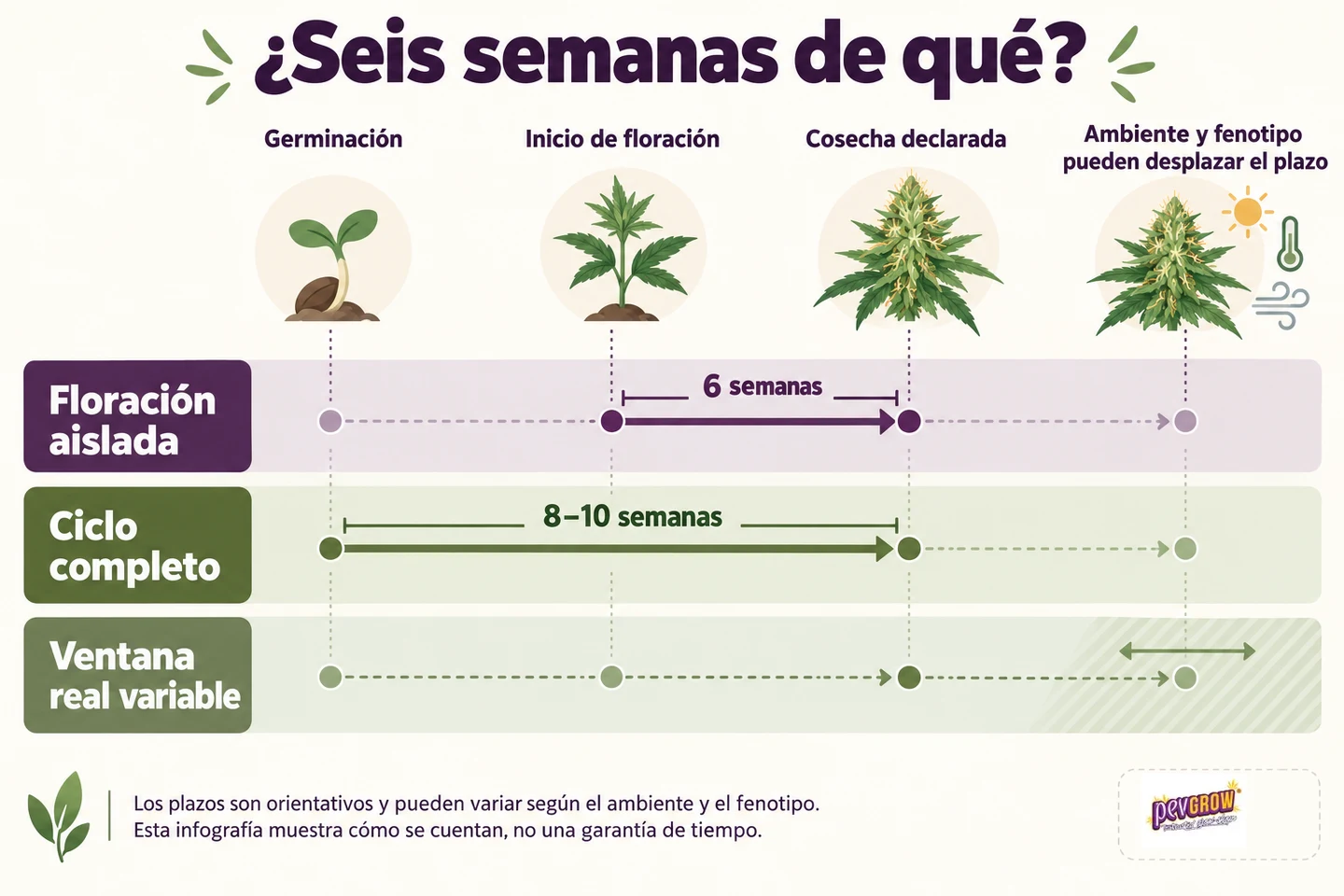 Infografía «¿Seis semanas de qué?» que compara seis semanas de floración con un ciclo completo de ocho a diez semanas y un plazo variable. Infografía «¿Seis semanas de qué?» que compara seis semanas de floración con un ciclo completo de ocho a diez semanas y un plazo variable.