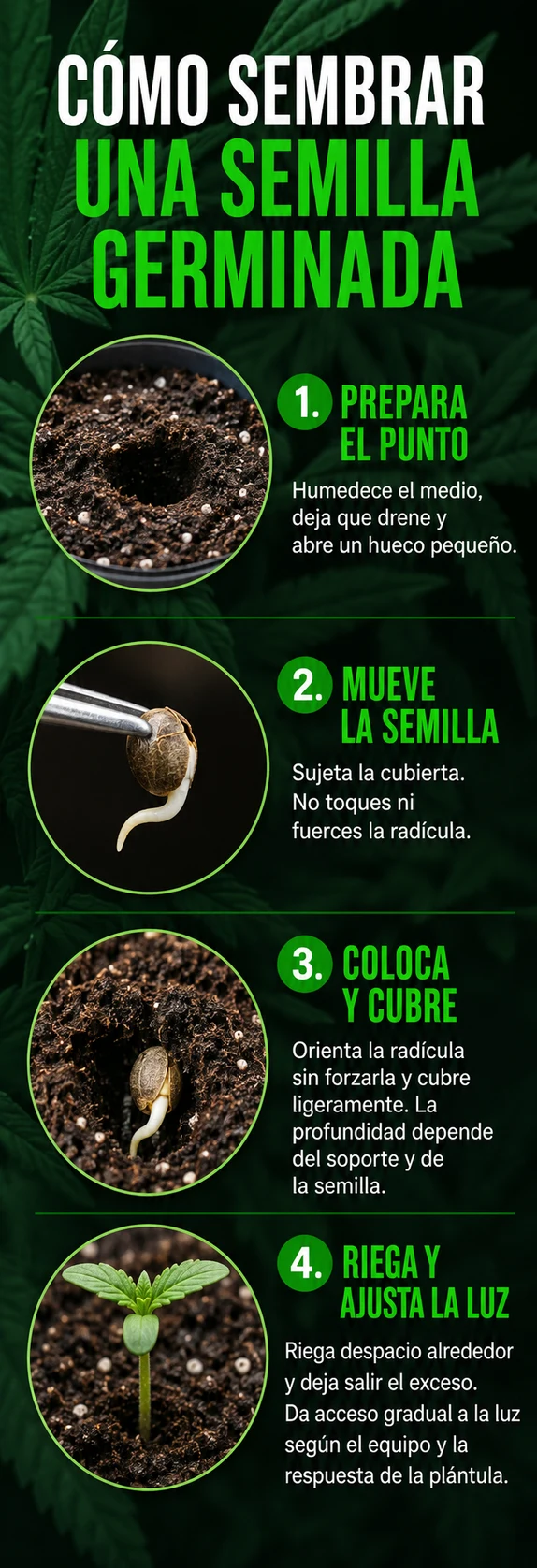 Infografía con cuatro pasos para sembrar una semilla germinada, ilustrados con tierra, pinzas, una raíz y una plántula.