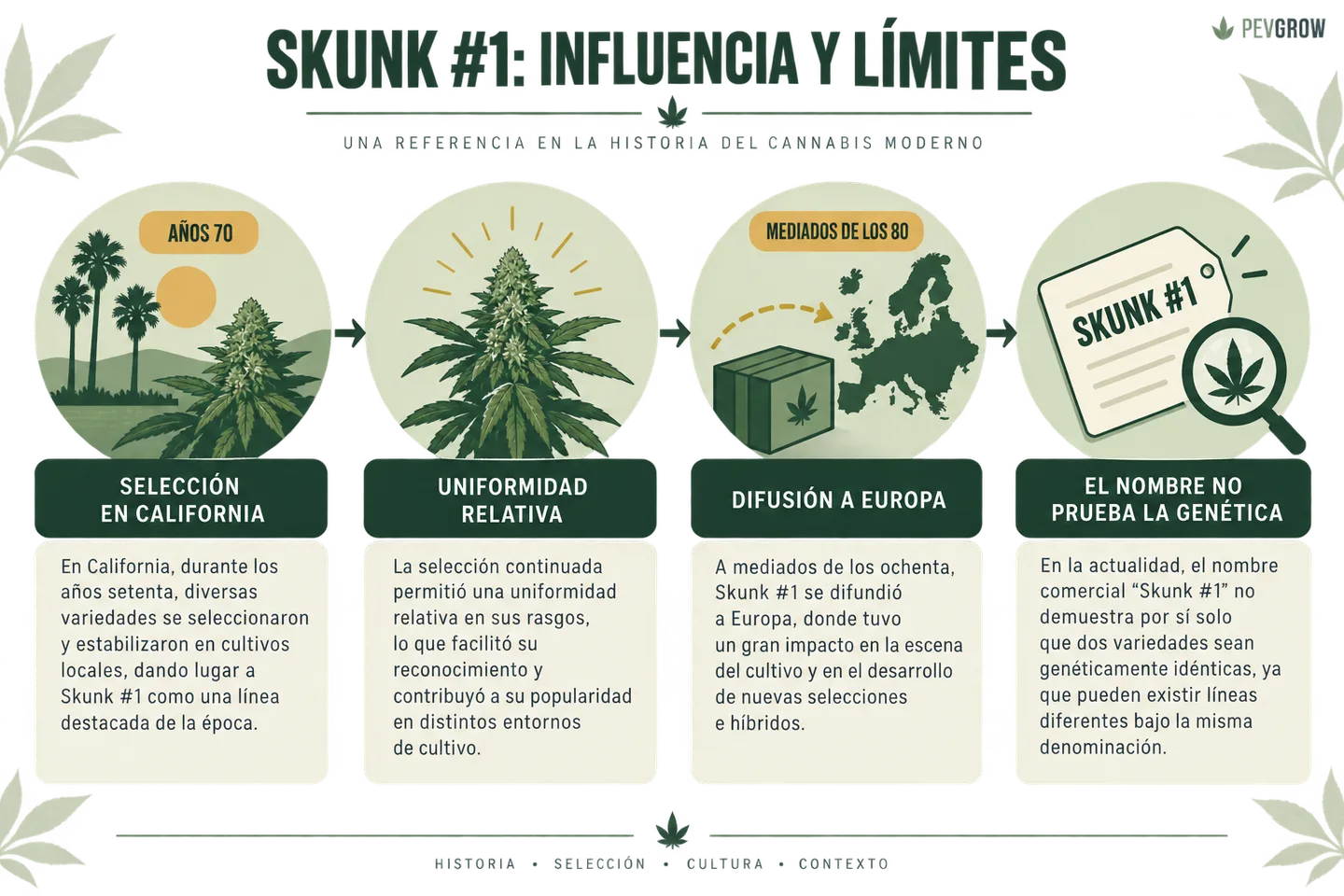 Infografía sobre Skunk #1 con cuatro etapas: selección en California, uniformidad relativa, difusión a Europa y límites del nombre comercial. Infografía sobre Skunk #1 con cuatro etapas: selección en California, uniformidad relativa, difusión a Europa y límites del nombre comercial.