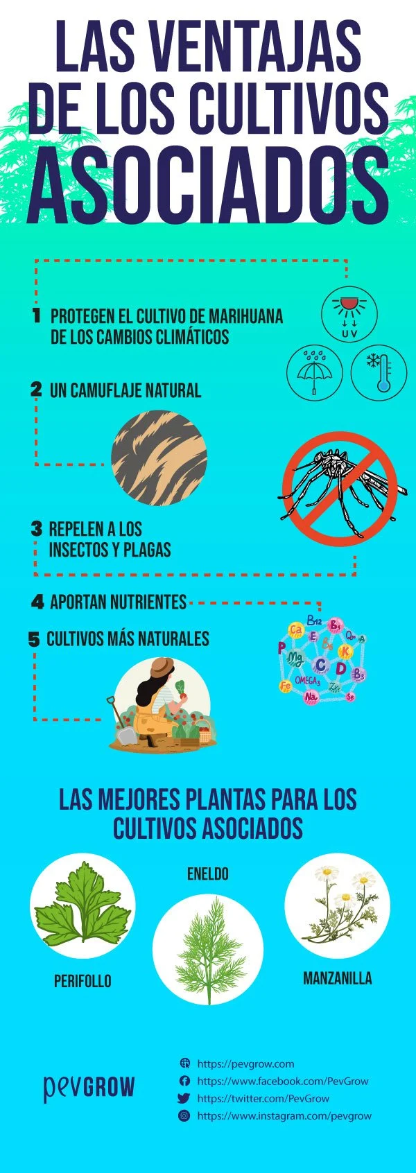 Infografía vertical sobre cultivos asociados a la marihuana, con cinco ventajas enunciadas y dibujos de perifollo, eneldo y manzanilla. Infografía vertical sobre cultivos asociados a la marihuana, con cinco ventajas enunciadas y dibujos de perifollo, eneldo y manzanilla.