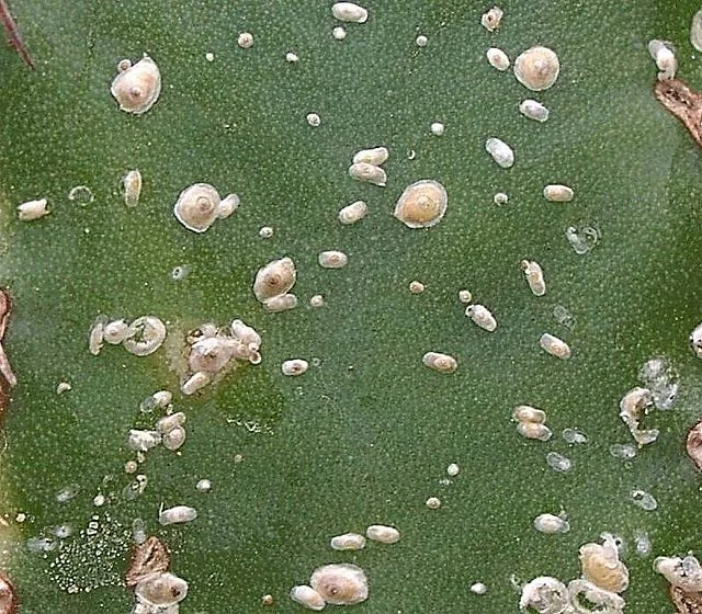 Primer plano de una superficie vegetal verde cubierta de numerosos insectos de escama ovalados, blanquecinos y beige. Primer plano de una superficie vegetal verde cubierta de numerosos insectos de escama ovalados, blanquecinos y beige.