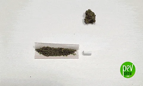 Papel de liar abierto con cannabis desmenuzado, una boquilla blanca a su derecha y un cogollo encima, sobre fondo blanco.
