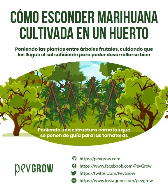 Infografía sobre cómo esconder plantas de marihuana entre árboles frutales, con tutores de madera como los de las tomateras. Infografía sobre cómo esconder plantas de marihuana entre árboles frutales, con tutores de madera como los de las tomateras.