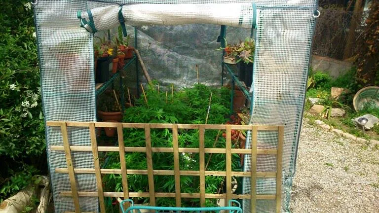 Pequeño invernadero de cubierta translúcida con la entrada abierta, plantas de cannabis dentro y una celosía de madera delante. Pequeño invernadero de cubierta translúcida con la entrada abierta, plantas de cannabis dentro y una celosía de madera delante.
