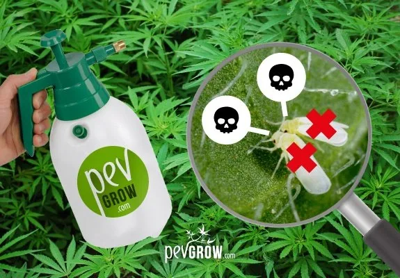 Mano con un pulverizador ante plantas de cannabis y una lupa superpuesta que muestra insectos blancos con cruces rojas y calaveras. Mano con un pulverizador ante plantas de cannabis y una lupa superpuesta que muestra insectos blancos con cruces rojas y calaveras.