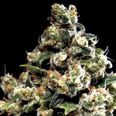 Cogollo de cannabis sobre fondo negro, con abundantes tricomas, pistilos claros y anaranjados y pequeñas hojas verdes.
