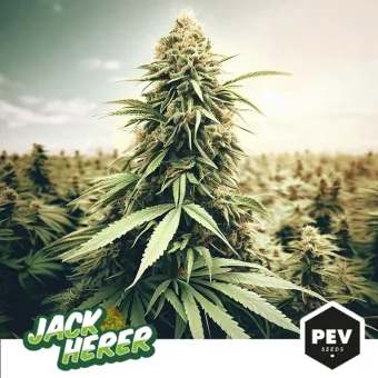 Planta de cannabis con un gran cogollo central en primer plano, otras plantas al fondo y los rótulos «Jack Herer» y «PEV Seeds».