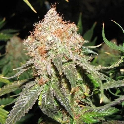 Primer plano de un cogollo de cannabis con numerosos pistilos anaranjados y hojas dentadas cubiertas de tricomas sobre fondo oscuro. Primer plano de un cogollo de cannabis con numerosos pistilos anaranjados y hojas dentadas cubiertas de tricomas sobre fondo oscuro.