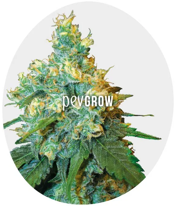 Primer plano de un cogollo de cannabis con hojas verdes y pistilos amarillentos, dentro de un óvalo y con la marca Pev Grow superpuesta. Primer plano de un cogollo de cannabis con hojas verdes y pistilos amarillentos, dentro de un óvalo y con la marca Pev Grow superpuesta.