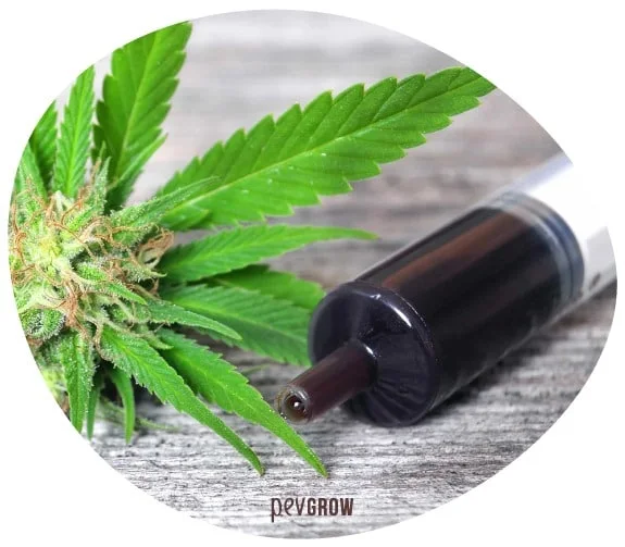 Primer plano en recorte circular de una jeringa con extracto oscuro junto a hojas y una flor de cannabis sobre una superficie gris. Primer plano en recorte circular de una jeringa con extracto oscuro junto a hojas y una flor de cannabis sobre una superficie gris.