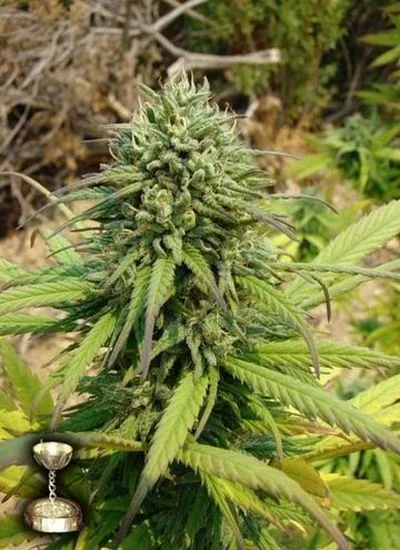 Primer plano de una planta de cannabis con un cogollo central voluminoso y hojas verdes y amarillentas, en un entorno exterior. Primer plano de una planta de cannabis con un cogollo central voluminoso y hojas verdes y amarillentas, en un entorno exterior.