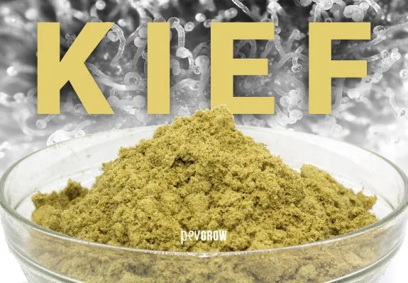 Montículo de kief amarillento en un recipiente transparente, con el texto «KIEF» y un fondo de tricomas ampliados en blanco y negro. Montículo de kief amarillento en un recipiente transparente, con el texto «KIEF» y un fondo de tricomas ampliados en blanco y negro.