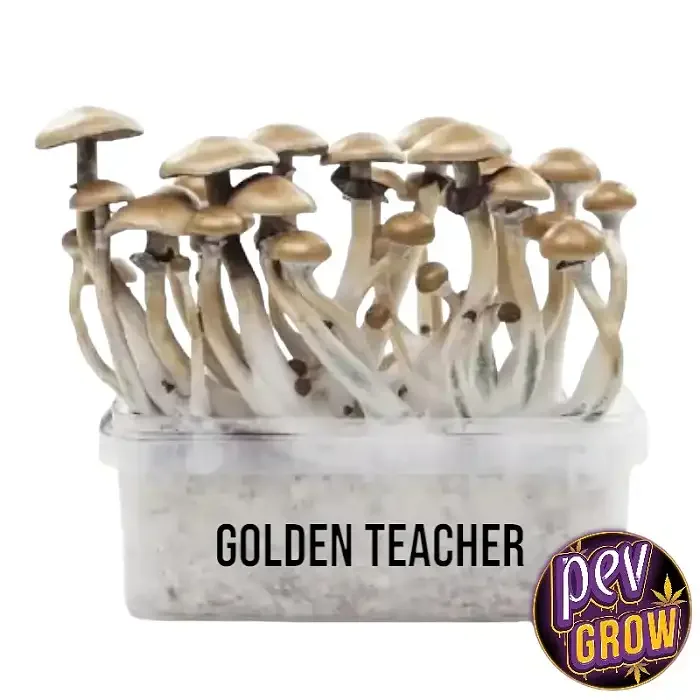 Grupo de setas de tallos claros y sombreros beige que sobresalen de un recipiente transparente rotulado «Golden Teacher». Grupo de setas de tallos claros y sombreros beige que sobresalen de un recipiente transparente rotulado «Golden Teacher».