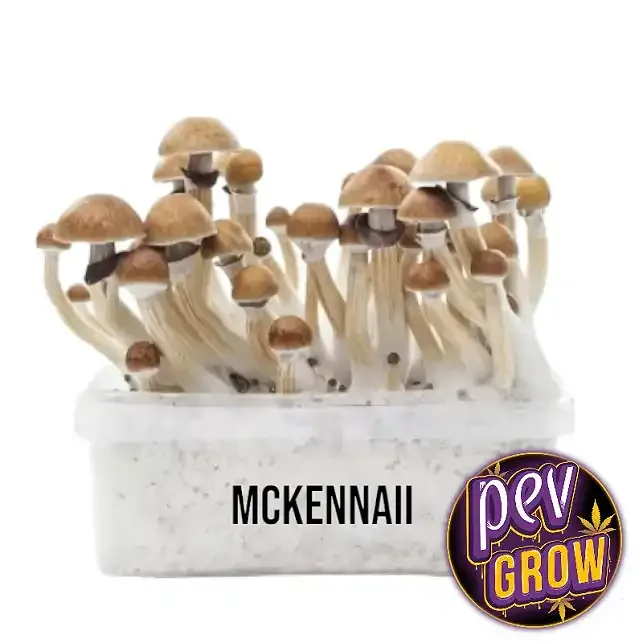 Setas de tallos claros y sombreros marrones en una tarrina de cultivo con la etiqueta «MCKENNAII», sobre fondo blanco. Setas de tallos claros y sombreros marrones en una tarrina de cultivo con la etiqueta «MCKENNAII», sobre fondo blanco.