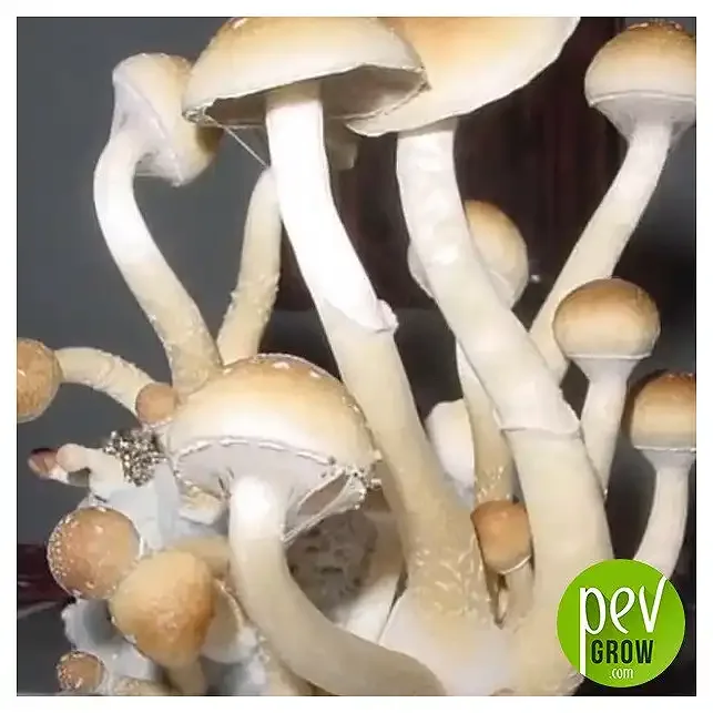 Primer plano de setas con tallos largos y blancos, sombreros crema y láminas oscuras visibles bajo algunos sombreros abiertos. Primer plano de setas con tallos largos y blancos, sombreros crema y láminas oscuras visibles bajo algunos sombreros abiertos.
