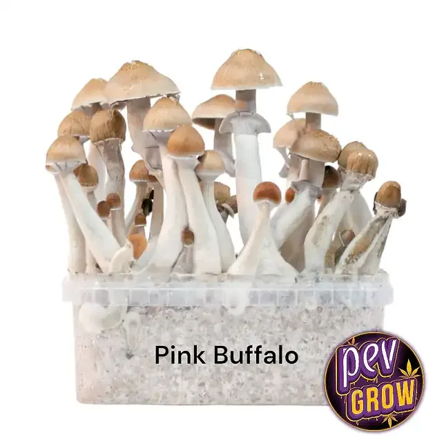 Grupo de setas de tallos blancos y sombreros beige en una tarrina transparente rotulada «Pink Buffalo», sobre fondo blanco. Grupo de setas de tallos blancos y sombreros beige en una tarrina transparente rotulada «Pink Buffalo», sobre fondo blanco.