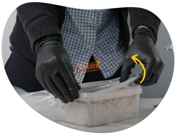 Manos con guantes negros levantan la tapa de un recipiente rectangular con sustrato; una flecha amarilla señala el movimiento. Manos con guantes negros levantan la tapa de un recipiente rectangular con sustrato; una flecha amarilla señala el movimiento.