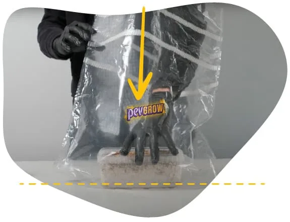 Una persona con guantes coloca un recipiente con sustrato dentro de una bolsa transparente, con una flecha amarilla hacia abajo. Una persona con guantes coloca un recipiente con sustrato dentro de una bolsa transparente, con una flecha amarilla hacia abajo.