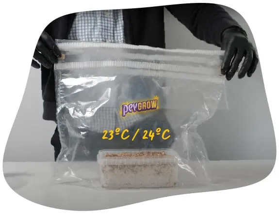 Una persona sostiene una bolsa transparente con un recipiente de cultivo en la base; sobre la bolsa aparece el texto «23 °C / 24 °C». Una persona sostiene una bolsa transparente con un recipiente de cultivo en la base; sobre la bolsa aparece el texto «23 °C / 24 °C».
