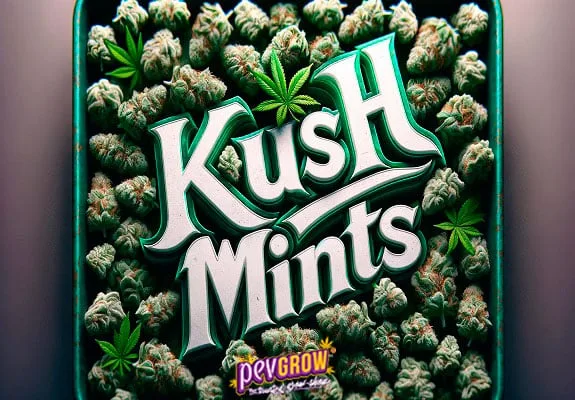 Texto «Kush Mints» en letras blancas con relieve verde, rodeado de cogollos y hojas de cannabis dentro de un marco verde. Texto «Kush Mints» en letras blancas con relieve verde, rodeado de cogollos y hojas de cannabis dentro de un marco verde.