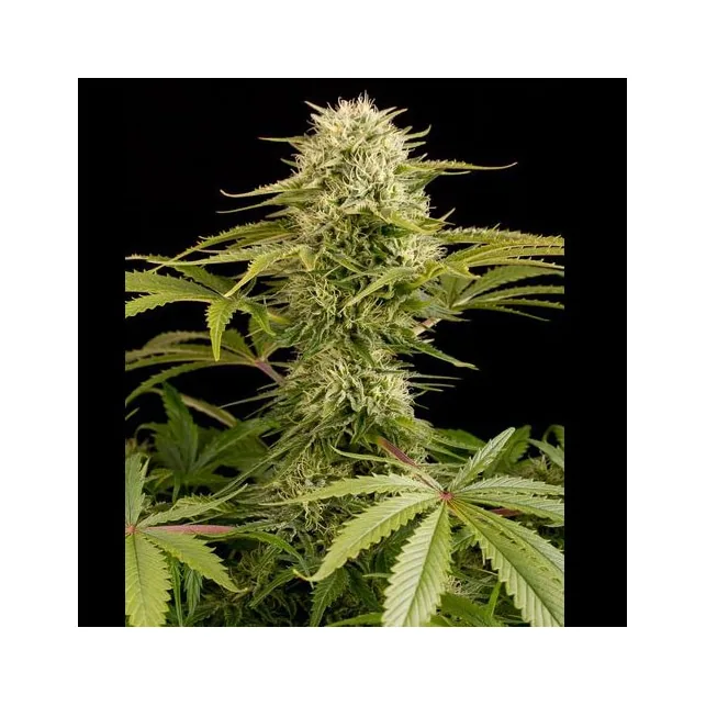 Cogollo central alargado de cannabis, rodeado de hojas verdes dentadas y cubierto de numerosos filamentos claros, sobre fondo negro.